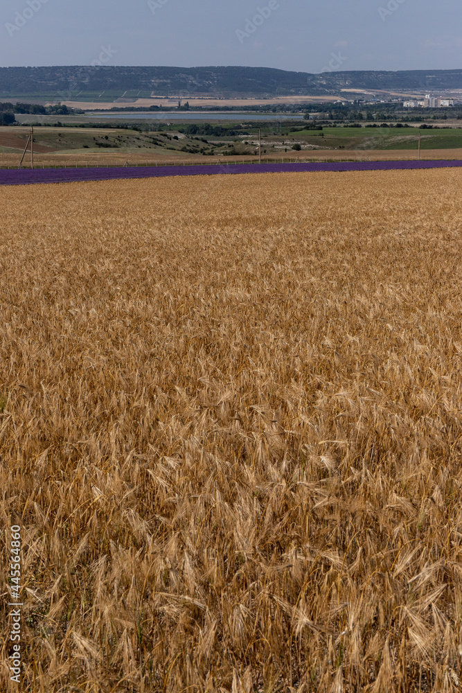 Fototapeta premium Grain field at the day light with blue sky