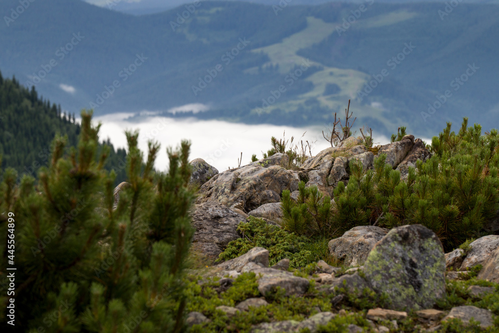 Fototapeta premium mountain tops and fog at the bottom