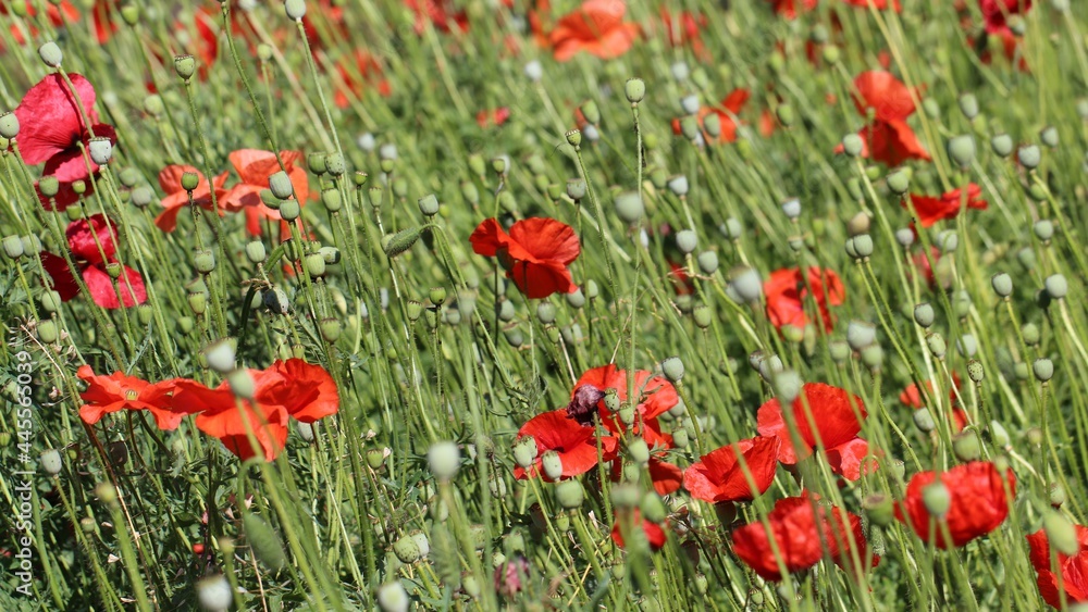 Beautiful field red poppies with selective focus in a botanical garden