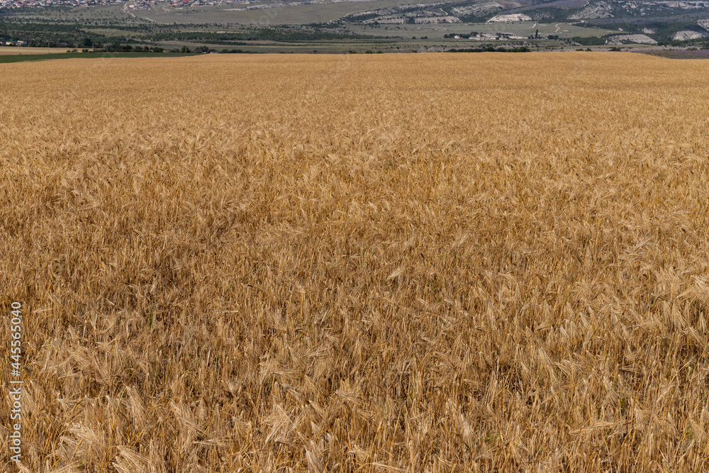 Grain field at the day light with blue sky Grain field at the day light with blue sky