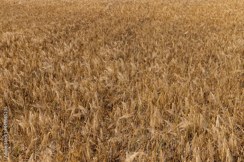 Grain field at the day light with blue sky