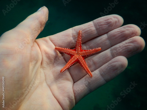 life in hand star fish Fromia ghardaqana, common name Ghardaqa sea star, is a species of marine starfish in the family Goniasteridae photo