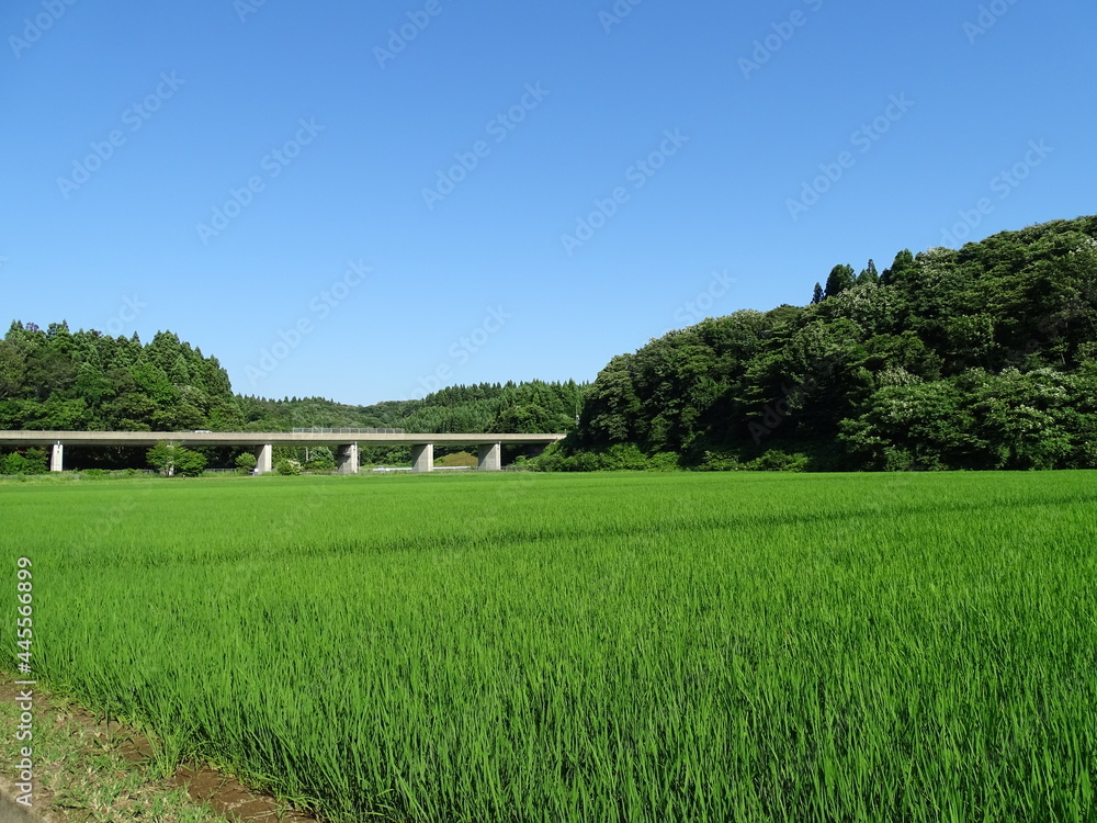 夏の農村風景と高速道路