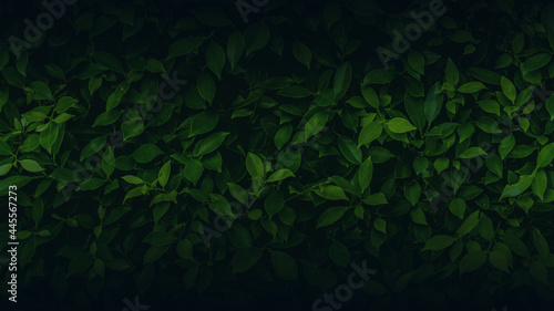 Green leaves pattern background  Natural background and wallpaper. in Phuket Thailand.