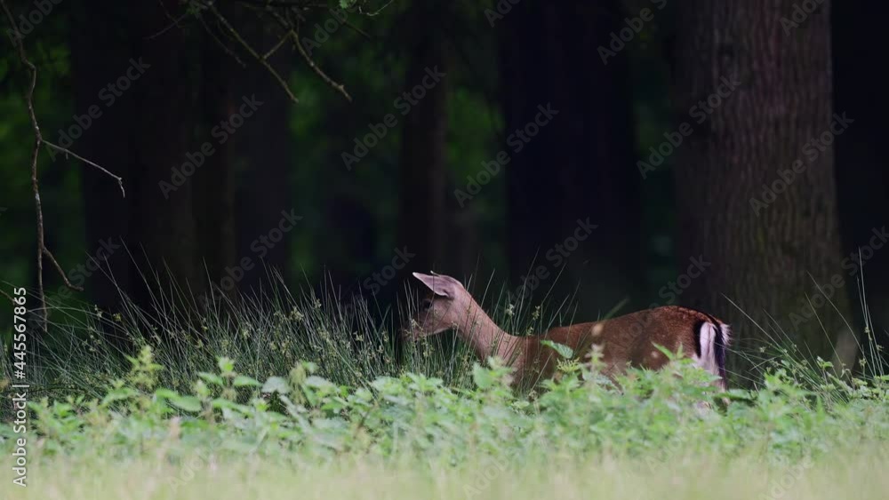 Fallow deer female standing on the forest meadow and watch, summer, june, (dama dama), germany Fallow deer female standing on the forest meadow and watch, summer, june, (dama dama), germany
