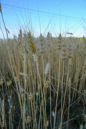 Wheat crop close-up across golden wheat field and blue sky. harvesting season. Agriculture