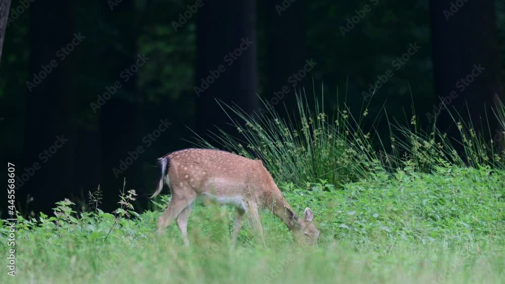 Fallow deer female grazing on the forest meadow, summer, june, (dama dama), germany Fallow deer female grazing on the forest meadow, summer, june, (dama dama), germany