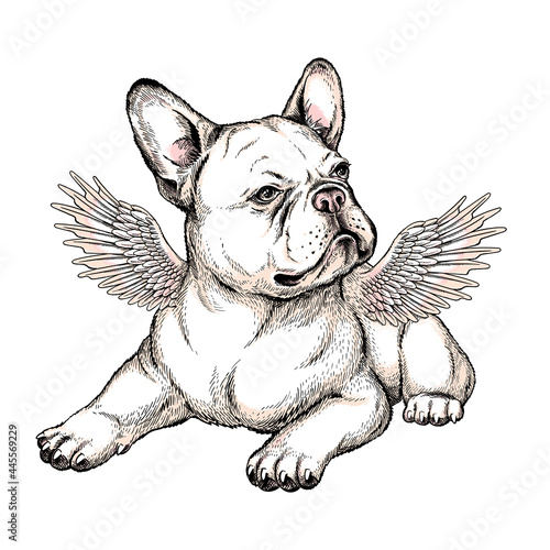Cute french bulldog puppy with angel wings. Vector illustration in hand-drawn style. Stylish image for printing on any surface	