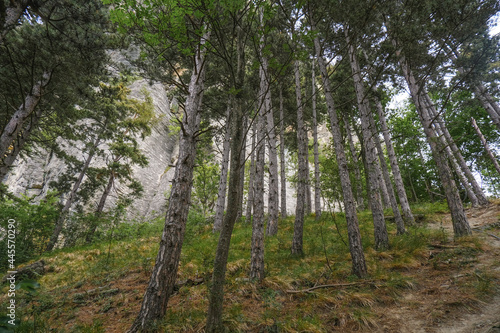 trees in the woods across mountains rocks from beneath. Forest background
