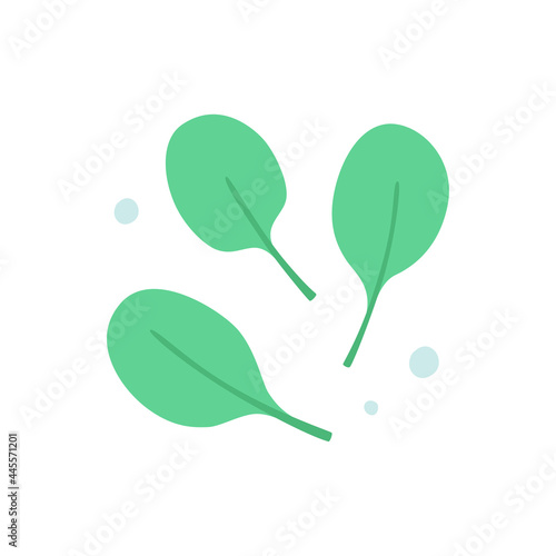 Spinach leaves isolated on white. Vegetable ingredient, natural food.