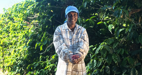 Woman American African farmer showing picked red coffee beans in his hands. Woman coffee farmer is harvesting coffee in the farm, arabica coffee.
