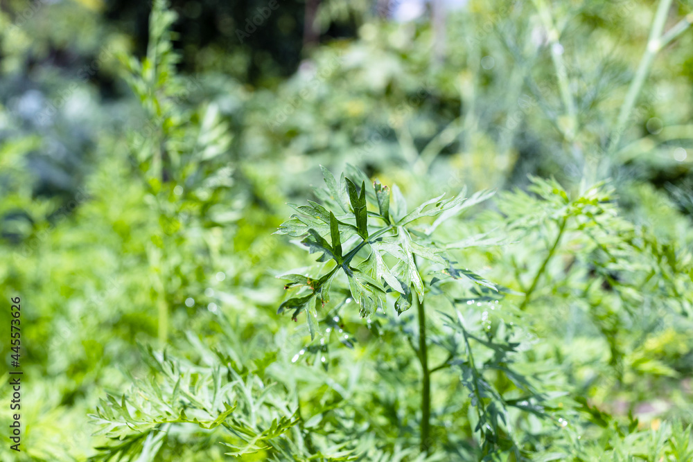 wet foliage of carrot plants close up in garden wet foliage of carrot plants close up in garden
