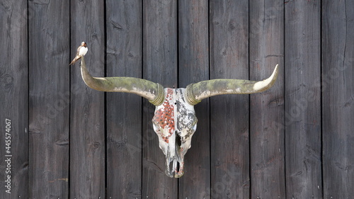 animal skull bird on horn photo