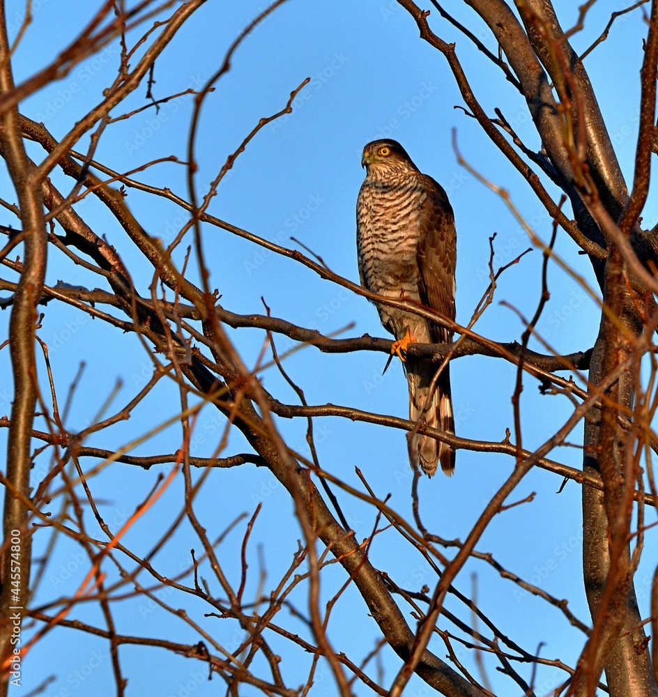 Hawk on the tree in wildlife. Hawk on the tree in wildlife.