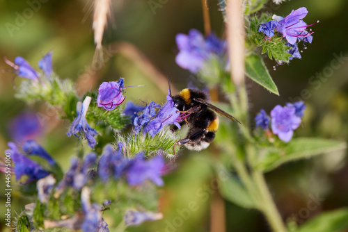 (Bombus) is a genus of bee-like hymenoptera, but larger in body and having a hairy body with black and yellow stripes.