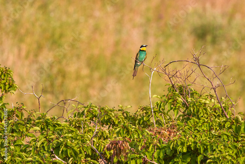 The European bee-eater sitting on a dry branch
