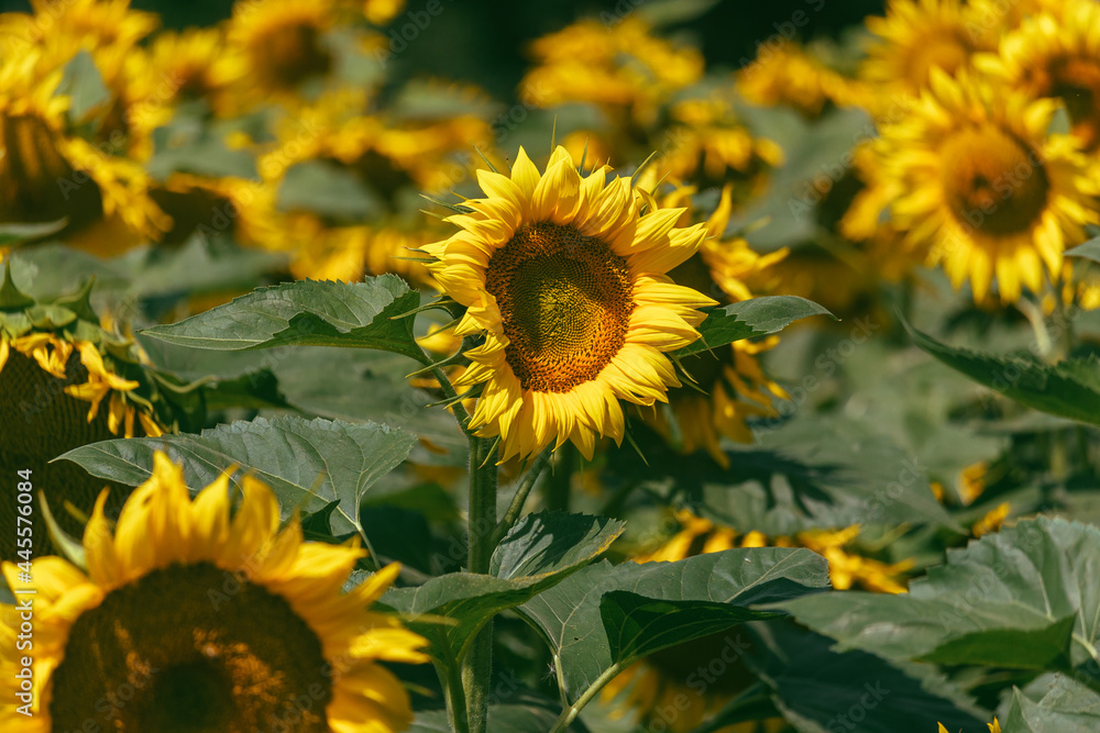 Fototapeta premium Perfect wallpaper. Shiny yellow sunflower in a plantation field of abundance against a blue bright sky on a sunny summer day