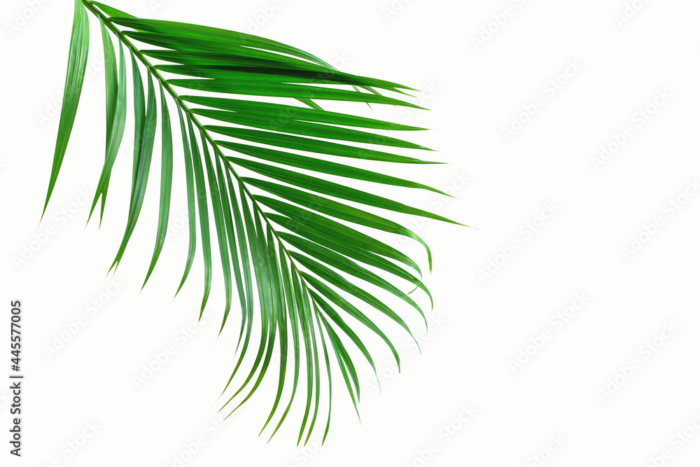 Obraz premium Green palm leaf branch on white background, with clipping path