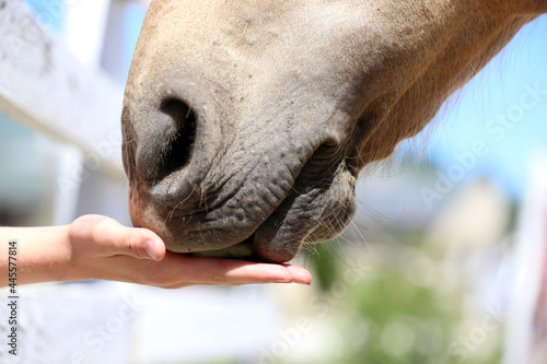 Girl hand feeding by melone and caressing muzzle of a horse. © acceptfoto