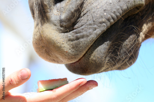 Fototapeta Naklejka Na Ścianę i Meble -  Girl hand feeding by melone and caressing muzzle of a horse.