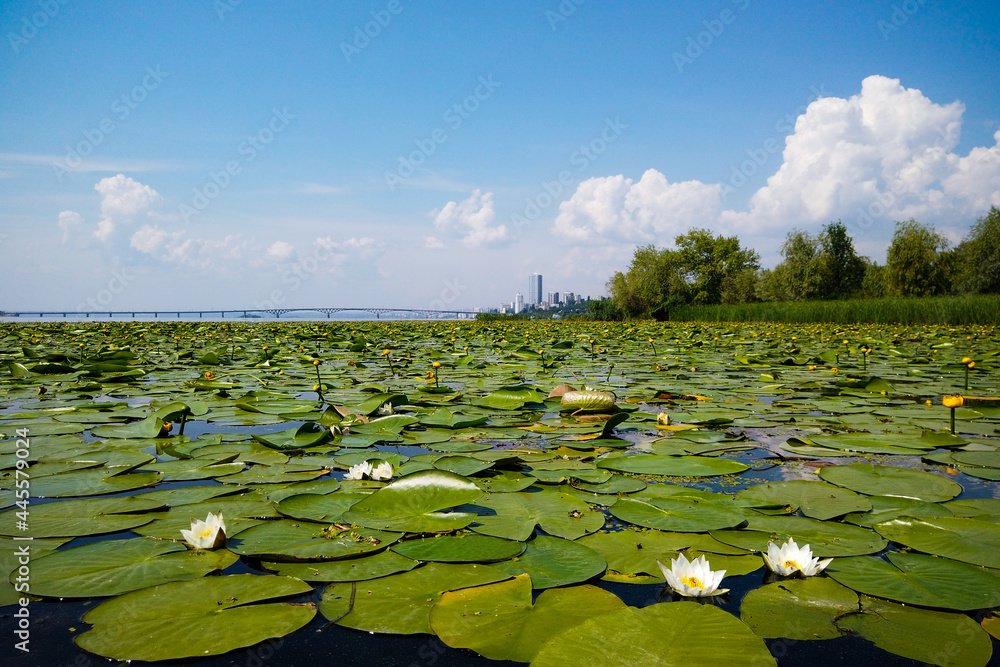 Beautiful lotuses. Lotus blossom valley in summer Beautiful lotuses. Lotus blossom valley in summer