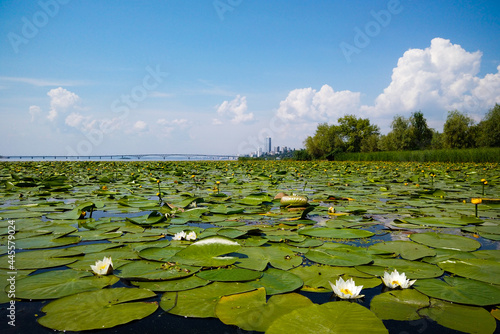 Beautiful lotuses. Lotus blossom valley in summer © Yulia