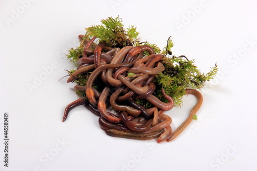 Common Earthworm Nightcrawler (Lumbricus Terrestris), group of earthworm on white background photo