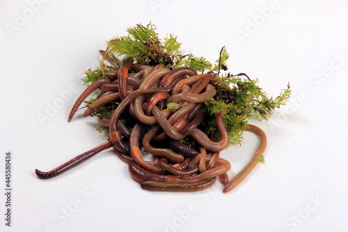 Common Earthworm Nightcrawler (Lumbricus Terrestris), group of earthworm on white background
