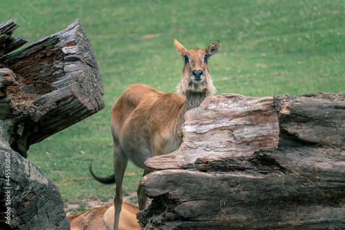 Fototapeta Naklejka Na Ścianę i Meble -  Young barasingha, Rucervus duvaucelii, also called swamp deer, standing behing huge fallen tree trunk. Deer species distributed in the Indian subcontinent.