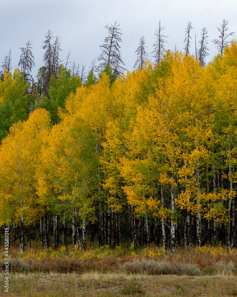 yellow tree landscape during the fall season in colorado yellow tree landscape during the fall season in colorado