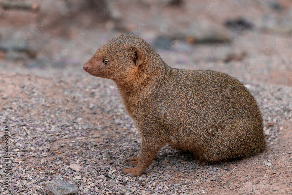 Cute common dwarf mongoose, Helogale parvula, on a sandy ground. Mongoose species native to Angola, northern Namibia, KwaZulu-Natal in South Africa, Zambia and East Africa. Cute common dwarf mongoose, Helogale parvula, on a sandy ground. Mongoose species native to Angola, northern Namibia, KwaZulu-Natal in South Africa, Zambia and East Africa.