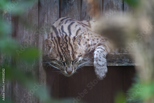 Detail shot of a fishing cat, Prionailurus viverrinus, sleeping on a wooden bench with its head and paw hanging down low. Medium-sized wild cat of South and Southeast Asia.