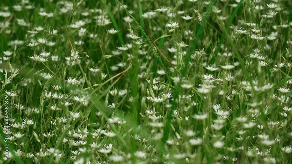 White Wild Flowers. Close Up View White Wild Flowers. Close Up View