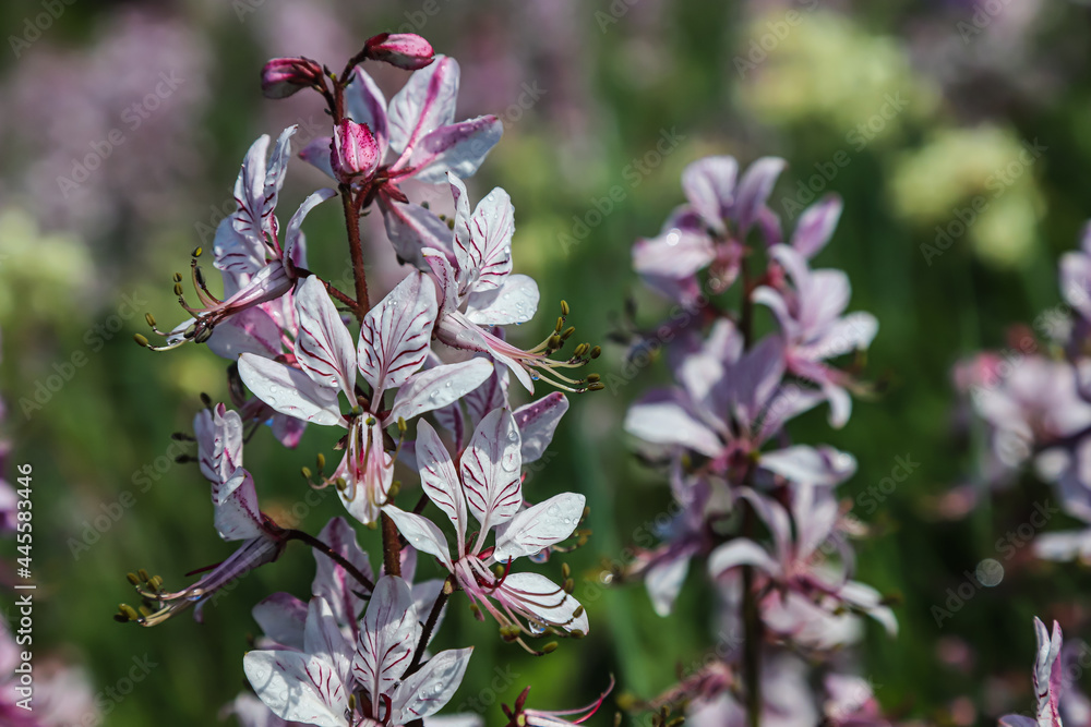 dictamnus. Pink-purple flowers bloom in the wild in drops of dew under sunlight dictamnus. Pink-purple flowers bloom in the wild in drops of dew under sunlight