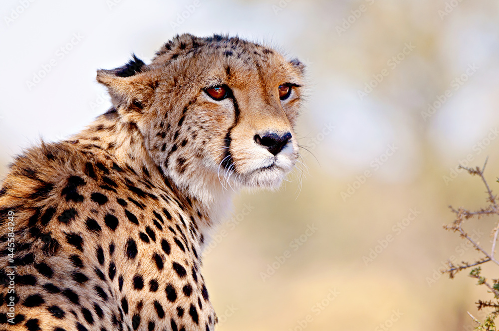 cheetah in the wild