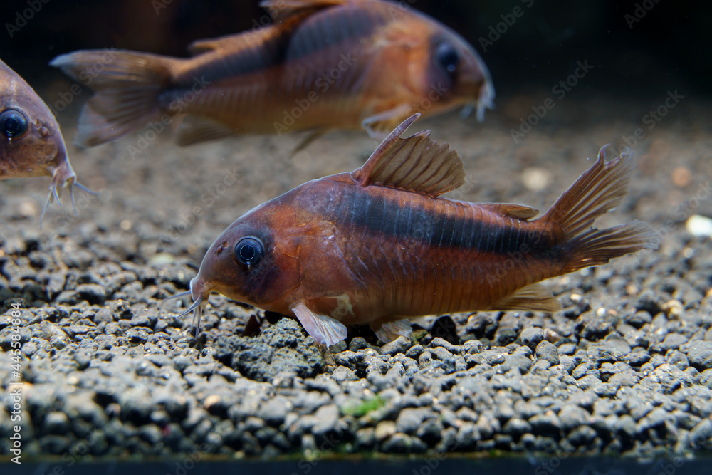 Rusty Cory Catfish (Corydoras rabauti) beautiful catfish from rio Javarí river border of Brazil and Peru Rusty Cory Catfish (Corydoras rabauti) beautiful catfish from rio Javarí river border of Brazil and Peru