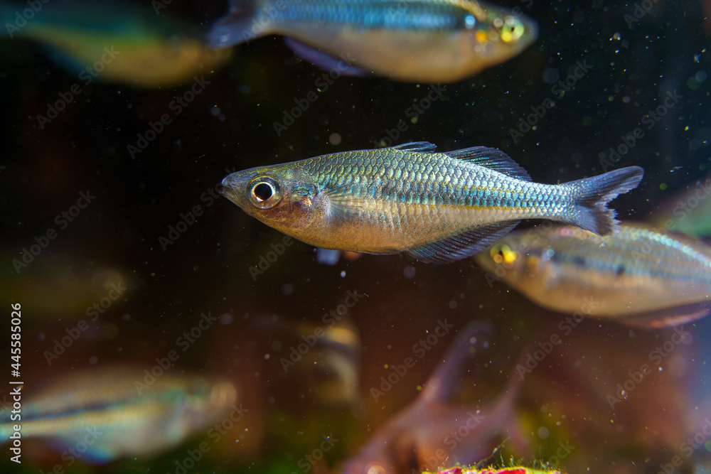 Juvenile of Lake Kutubu Rainbowfish or Blue Turquoise Rainbowfish (Melanotaenia lacustris) in planted aquarium Juvenile of Lake Kutubu Rainbowfish or Blue Turquoise Rainbowfish (Melanotaenia lacustris) in planted aquarium