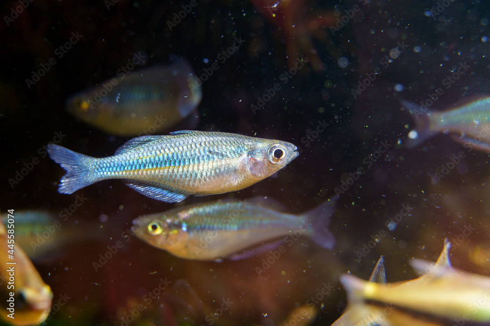 Juvenile of Lake Kutubu Rainbowfish or Blue Turquoise Rainbowfish (Melanotaenia lacustris) in planted aquarium
