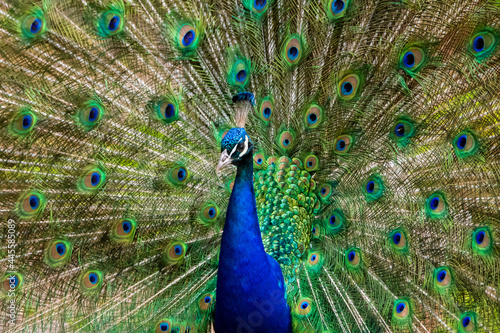 peacock, Pfau