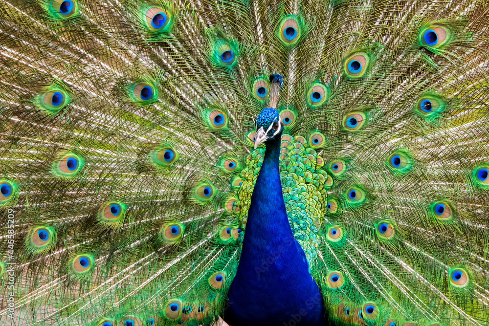 Obraz premium peacock, Pfau