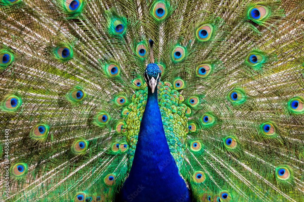 Obraz premium peacock, Pfau