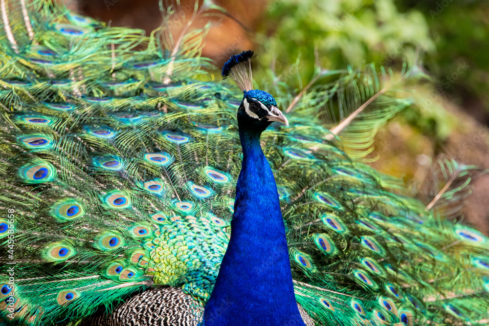 Naklejka premium peacock, Pfau
