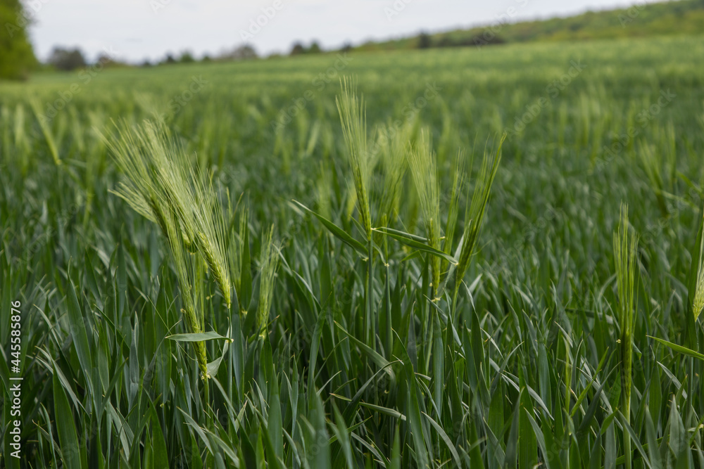 spikelets of green rye grow in the field of the farm in summer spikelets of green rye grow in the field of the farm in summer
