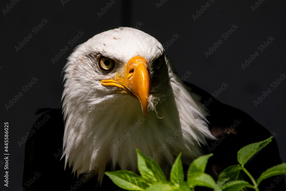 Weißkopfseeadler Weißkopfseeadler