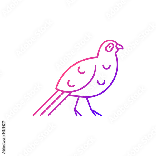 Bird gradient linear vector icon. Mikado pheasant.Taiwan mountainous regions. Exotic forest inhabitants. Thin line customizable illustration. Isolated vector contour symbol for light mode.