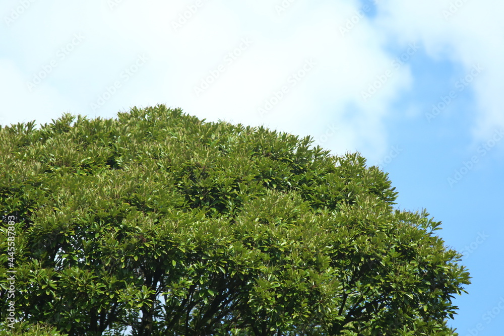 Obraz premium 青空 雲