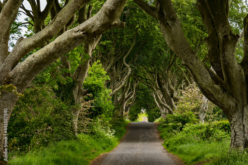 Road through the Dark Hedges tree tunnel at sunset in Ballymoney, Northern Ireland. It is an avenue of old beech trees tunnel which planted in 18th century and become an attractions. Selective focus © Marcin