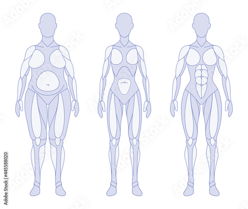Female body types anatomy front
