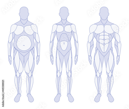 Male body types anatomy front