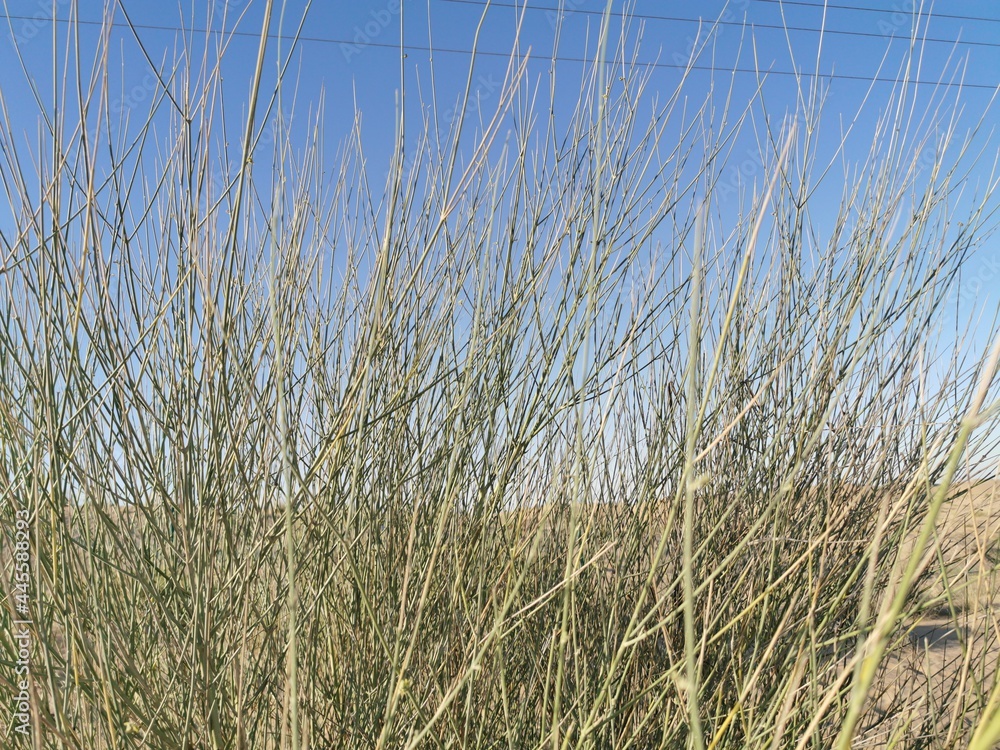 Fototapeta premium Reed in the desert. Desert plants growing in sand dune against blue sky background.